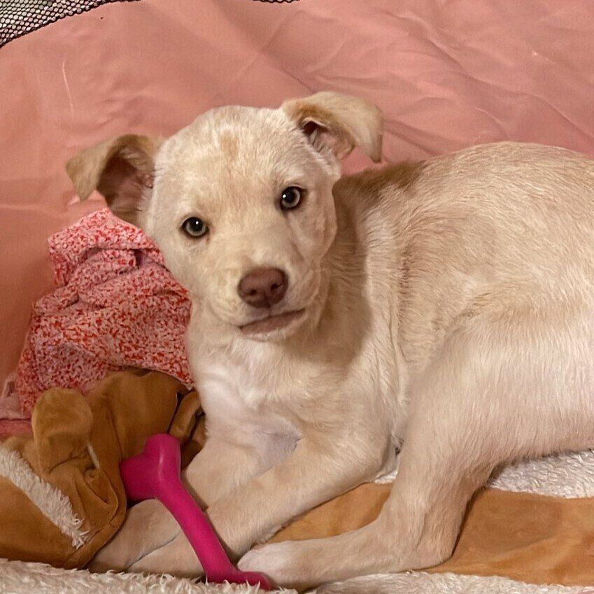 お迎え当初の百笑ちゃん　野犬から生まれ生後3週間ぐらいで保護されたのだとか