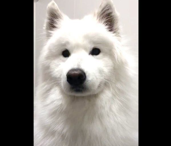 ドライヤー中に首を傾げるサモちゃん