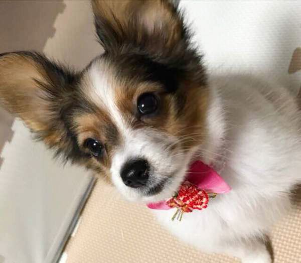 見上げるパピヨン