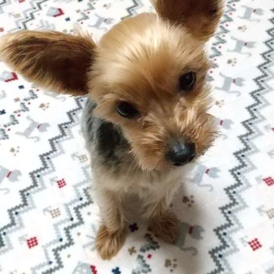 ヨークシャー・テリアのはなちゃん