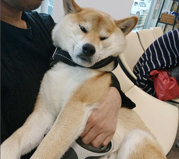 ご機嫌ナナメな柴犬