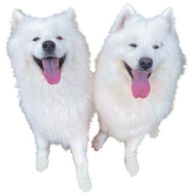 みんなを笑顔にする“サモエド・スマイル”って？