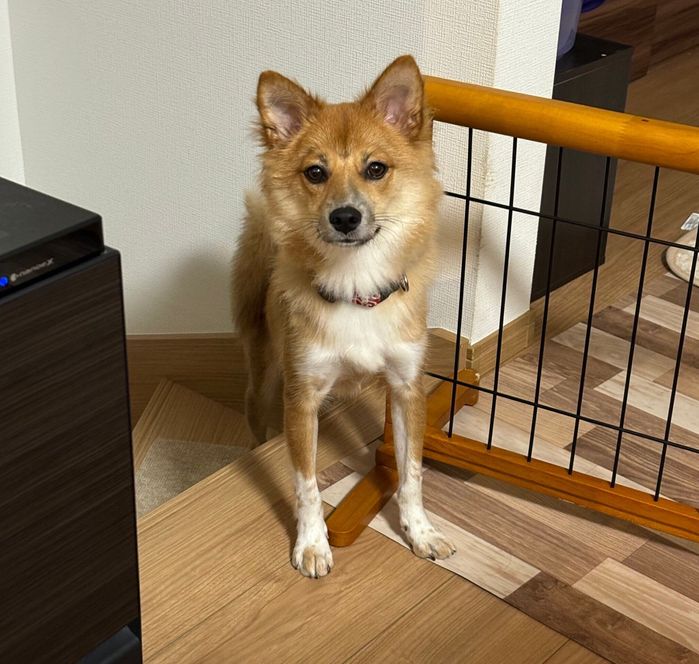 見つめるなのちゃん