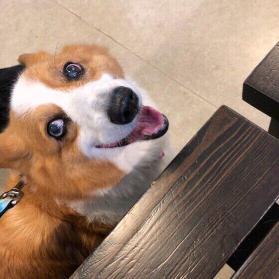 木のベンチの前で飼い主を見上げるウェルシュ・コーギー・ペンブローク