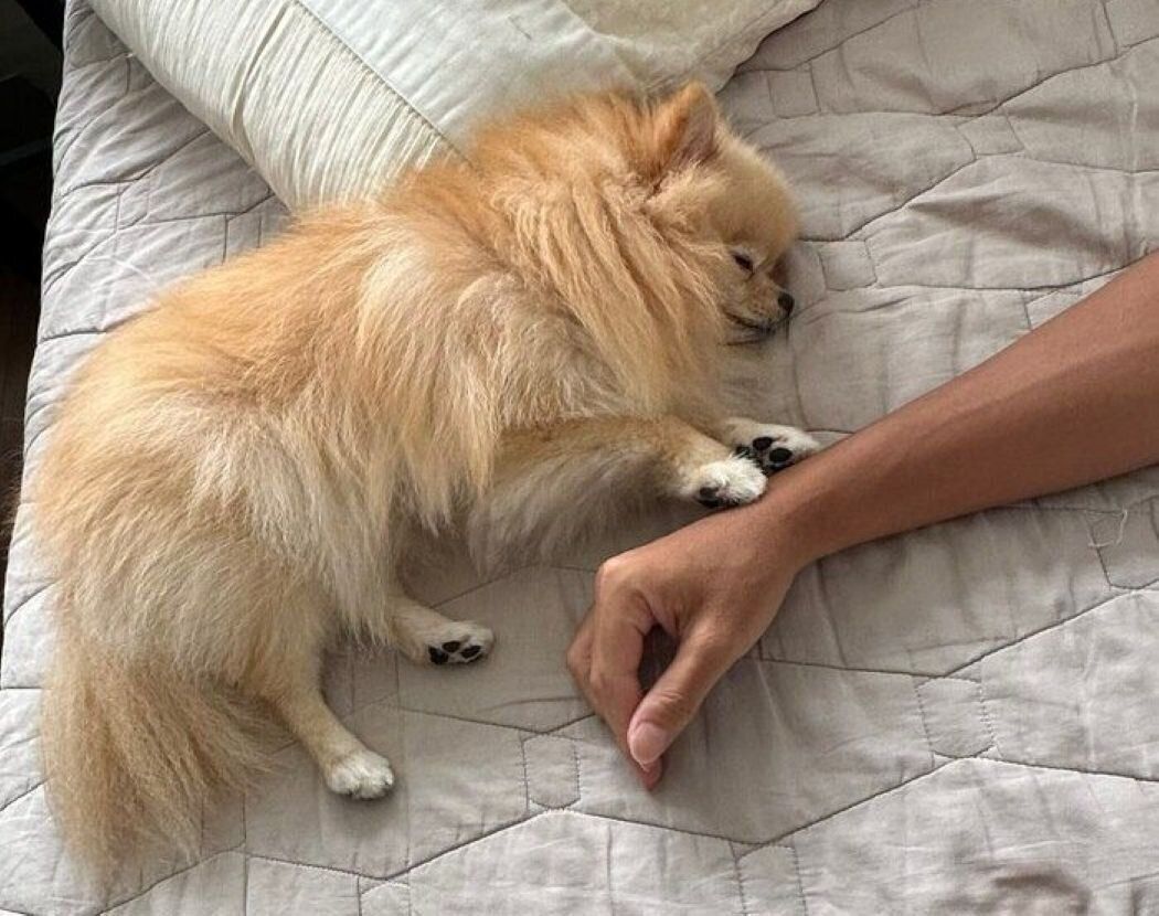 飼い主さんにくっついて眠るポメラニアン