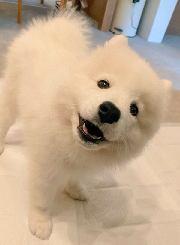 見つめるニコちゃん