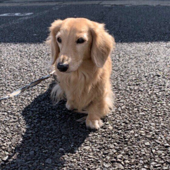 散歩中の犬（ミニチュア・ダックスフンド、メス）