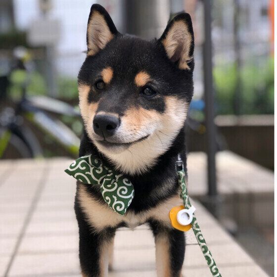 犬のウンチをなぜ拾わない？ 犬のフンの放置で起こるリスクを獣医師に聞いた いぬのきもち