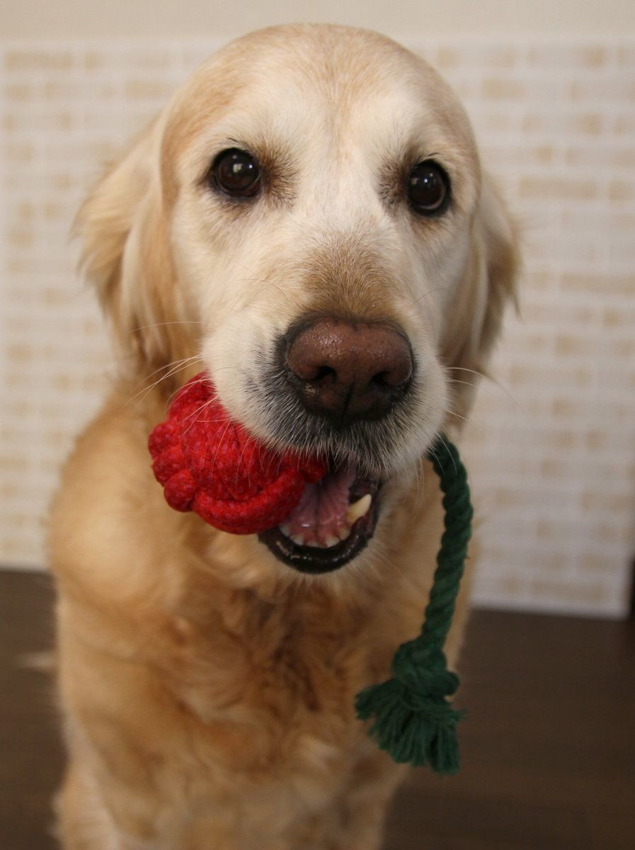 いぬのきもちふろくレポートゴールデンレトリーバー