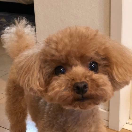 カメラ目線のトイ・プードル