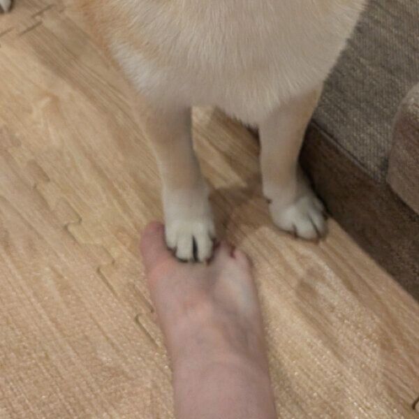 飼い主さんの足を踏むふくすけくん