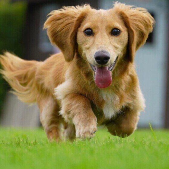 犬の腰痛が起こる原因とは？ 急性の腰痛と椎間板ヘルニアは何が違うの？ いぬのきもち