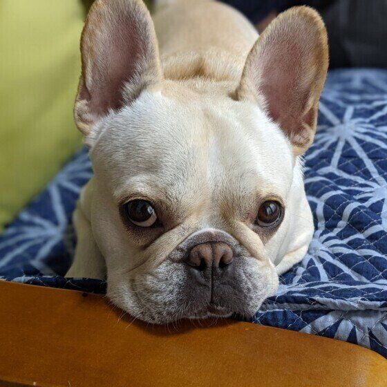 見つめるフレンチ・ブルドッグ