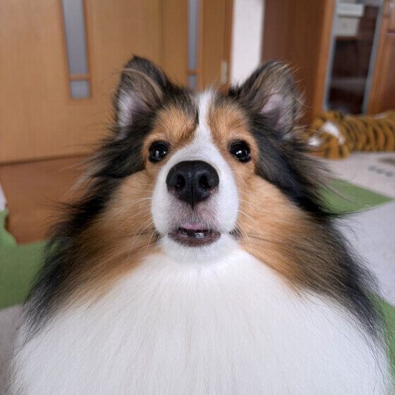 真正面ショットのワンちゃん♪