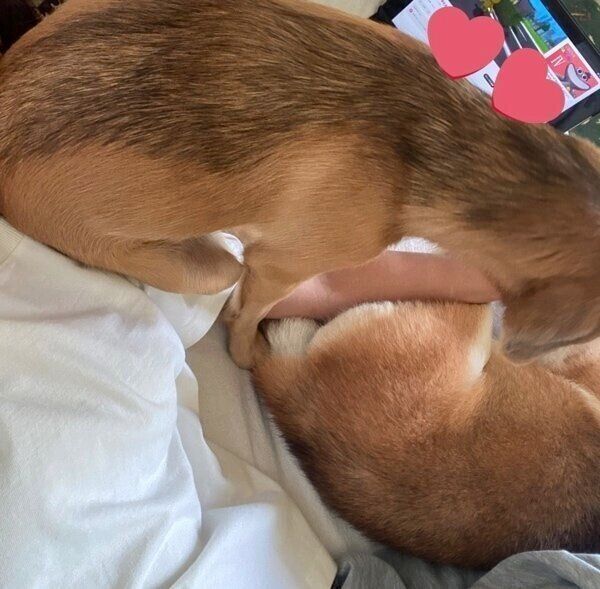 飼い主さんにべったりとくっつくこてつくんとあんずちゃん