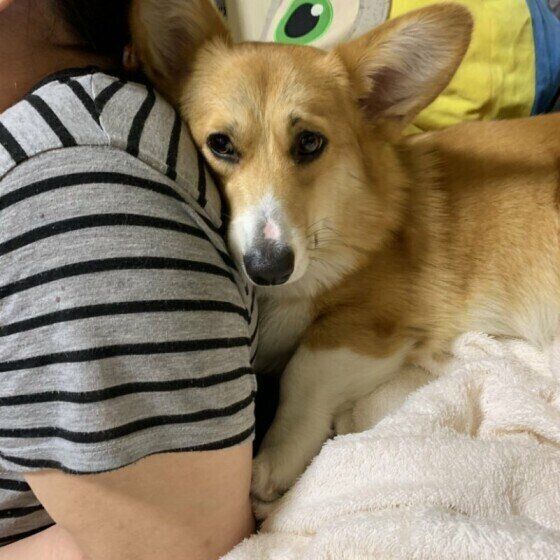 くっつくコーギー。きなこ