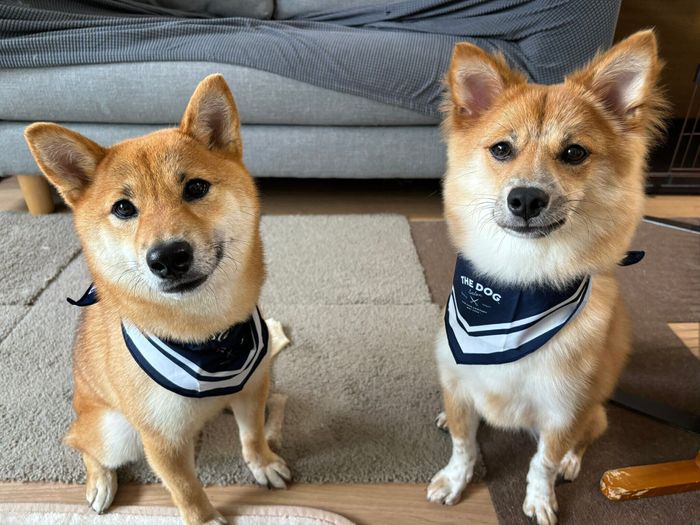 お座りするまろちゃん、なのちゃん