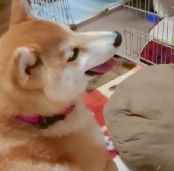 クッションをボロボロにする柴犬