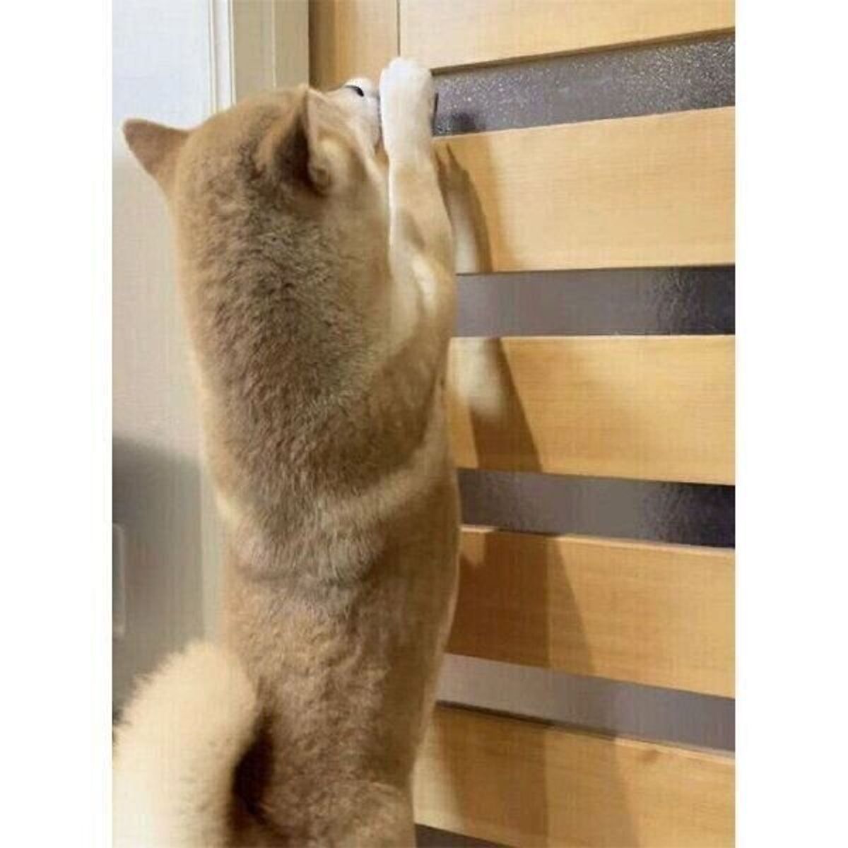 ドアを開ける スゴ技を披露する犬 賢すぎる姿に驚きの声 いぬのきもちweb Magazine ドアを開ける スゴ技を披露する犬 賢すぎる姿に驚きの声 いぬのきもちweb Magazine