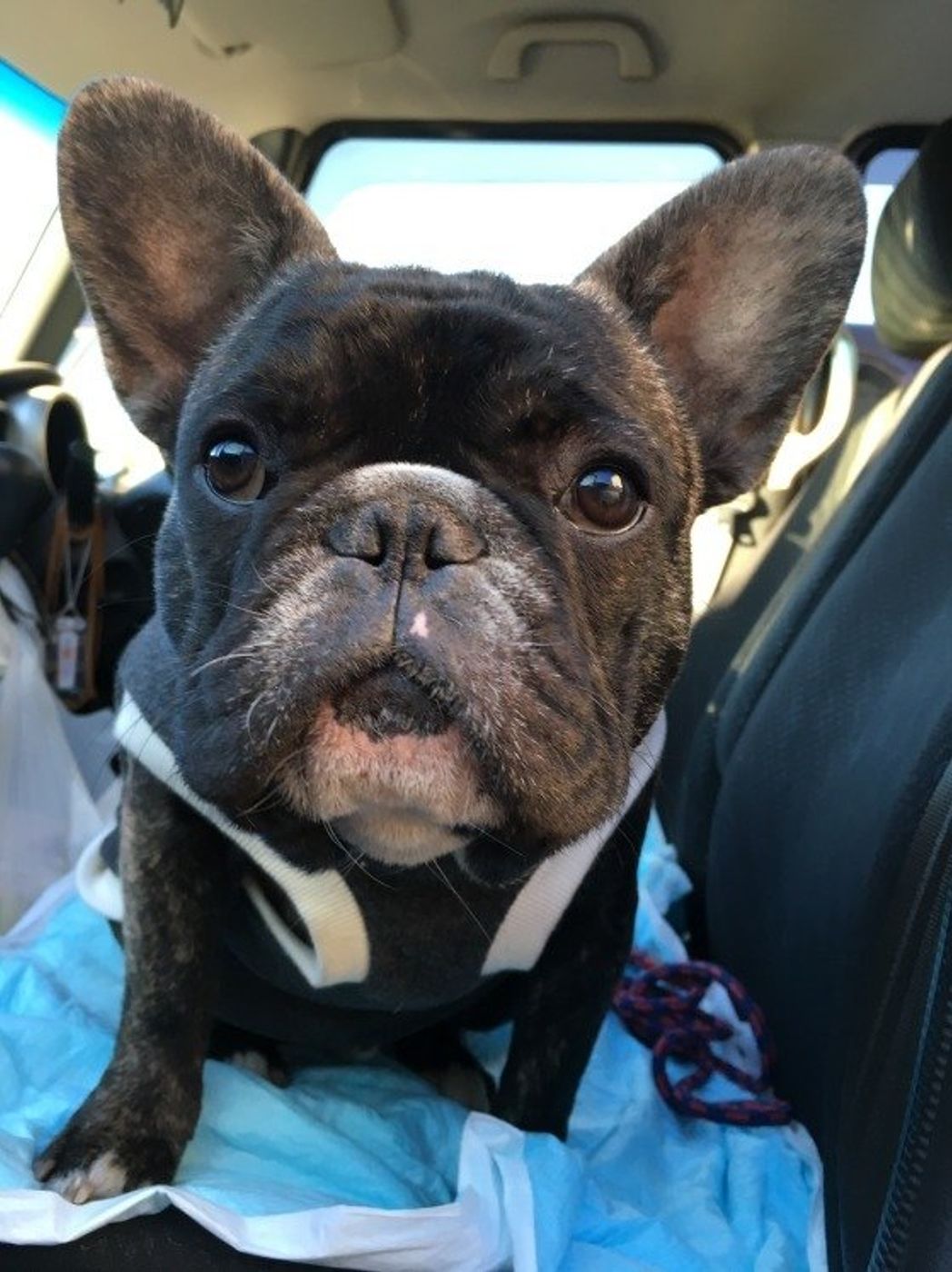 苦手レベル別 犬の車嫌い克服方法 春だから愛犬とお出かけしたい いぬのきもちweb Magazine 苦手レベル別 犬の車嫌い克服方法 春だから愛犬とお出かけしたい いぬのきもちweb Magazine