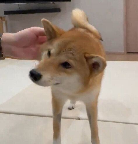 柴犬のこむぎちゃん