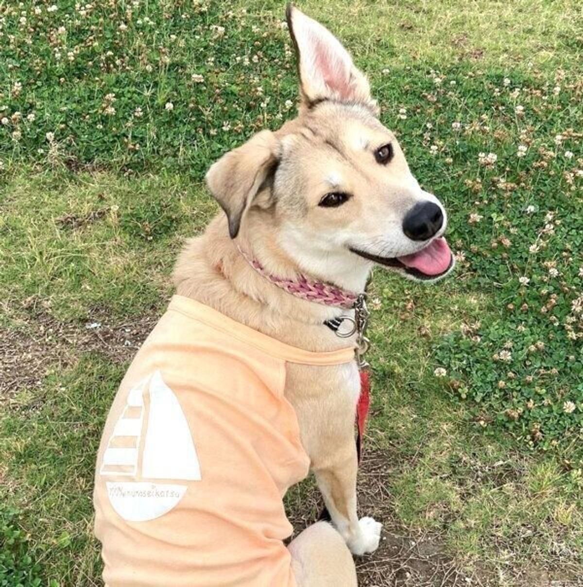1頭でさまよっていたところを保護され 保健所に収容された子犬 新しい飼い主と家族になった今の姿は いぬのきもちweb Magazine 1頭でさまよっていたところを保護され 保健所に収容された子犬 新しい飼い主と家族になった今の姿は いぬのきもちweb Magazine