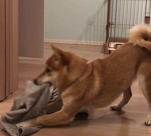 豆柴のにこちゃん