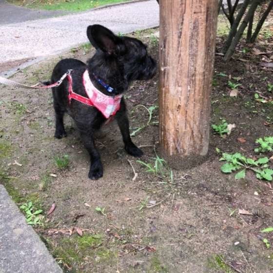 クンクンするMIX犬