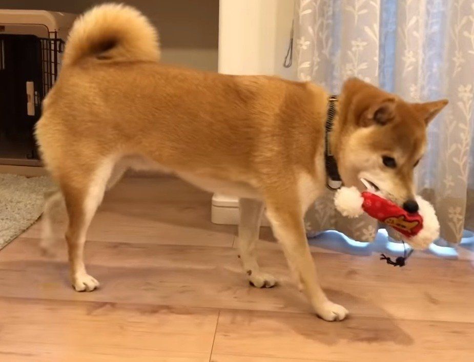 これは 持ってっちゃダメなヤツ とわかってる忍び足の柴犬 いぬのきもちweb Magazine