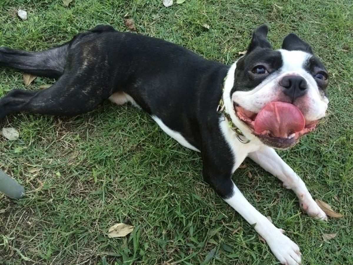 世代別 愛犬がなりやすい病気ランキング 事前に知って健康管理 いぬのきもちweb Magazine 世代別 愛犬がなりやすい病気ランキング 事前に知って健康管理 いぬのきもちweb Magazine