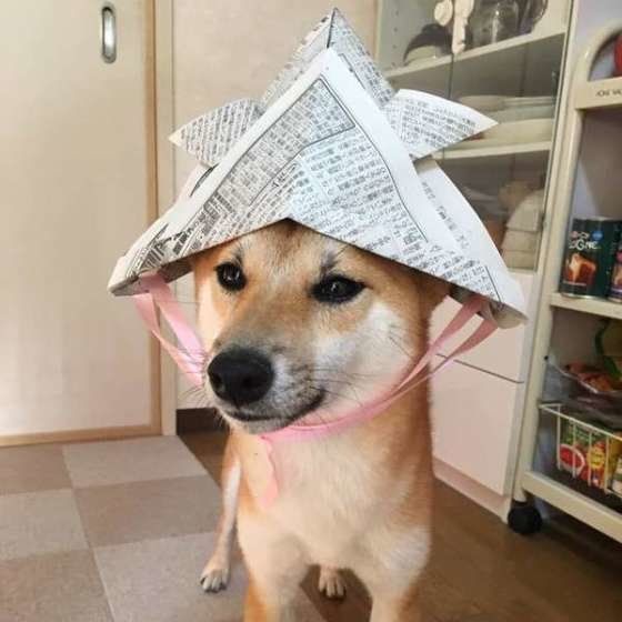 子供の日　可愛い　柴犬