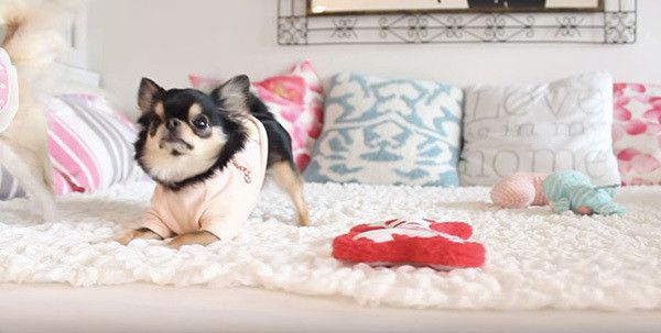 おやつを待つチワワ