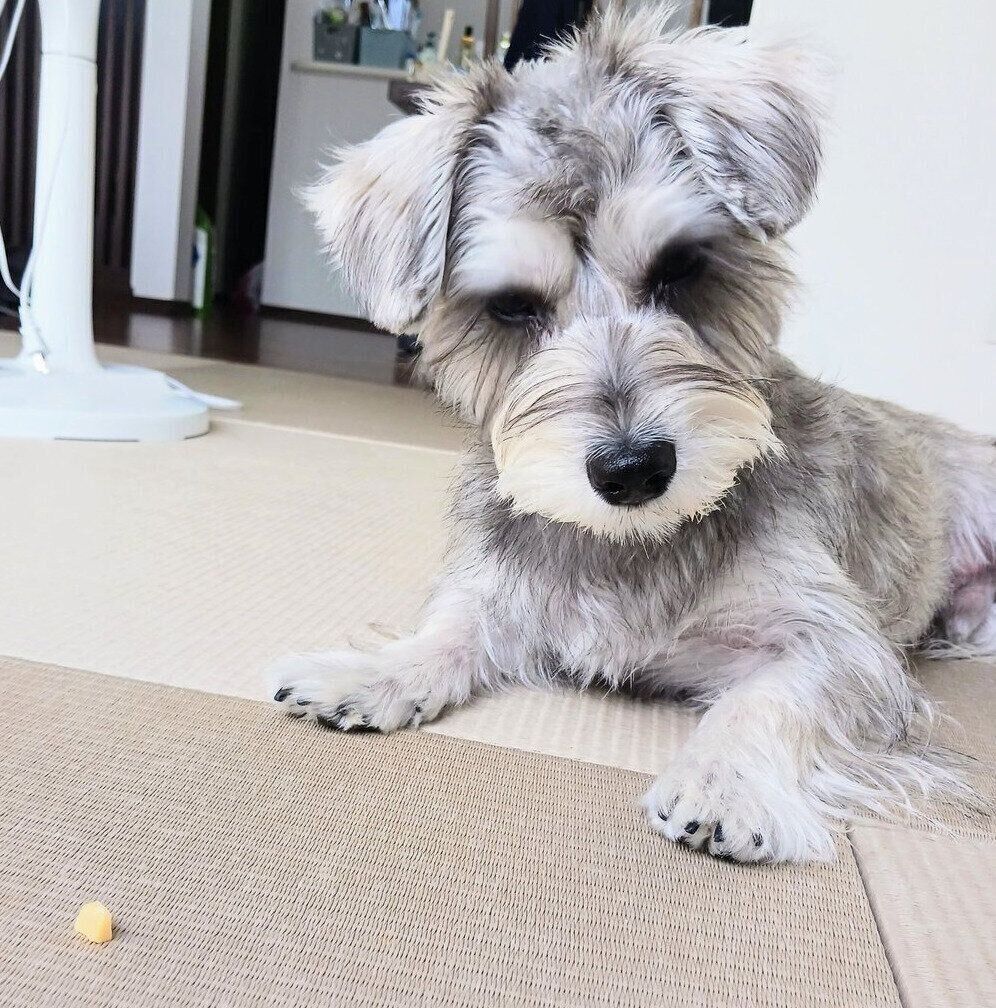 別の日のペレくん4