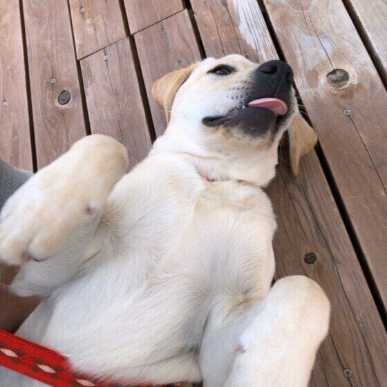 寝転がるラブラドール・レトリーバー