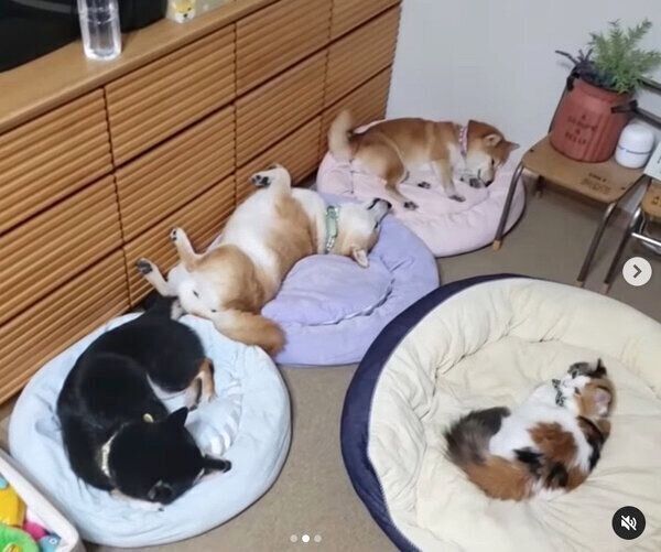 爆睡する姉柴たちをガン見するルナちゃん