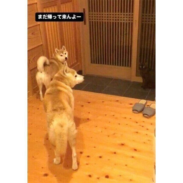 お父さんの帰宅を待つ茶々ちゃん、蘭丸くん、すずちゃん