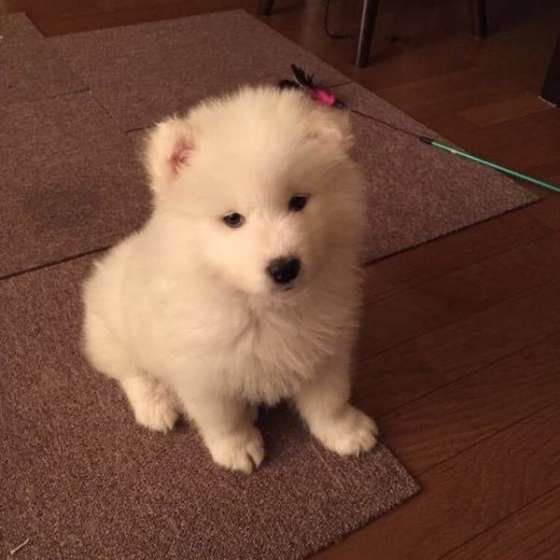 見つめるサモエド