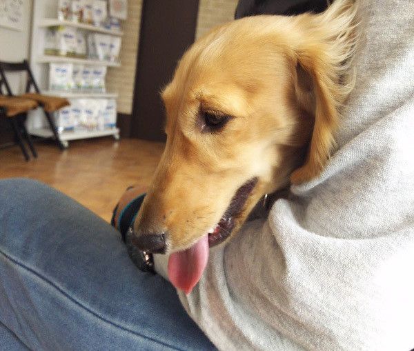 怖がるミニチュアダックスフンド