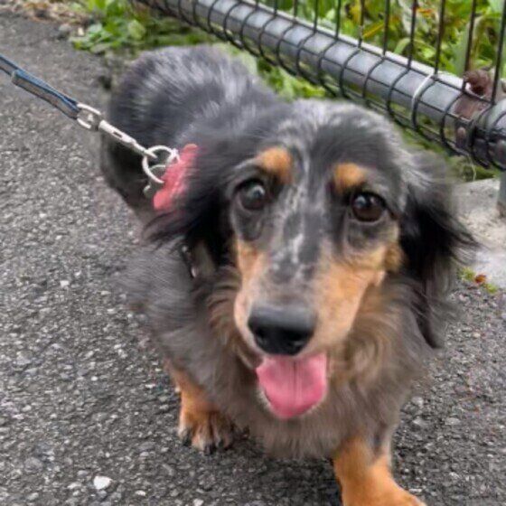 ミニチュア・ダックスフンド