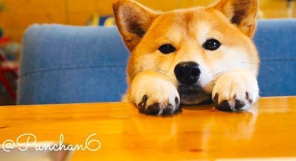 愛らしい表情を見せる柴犬