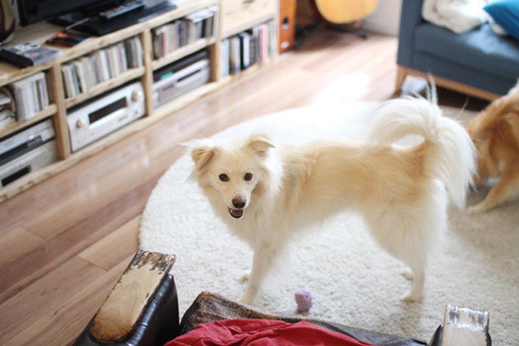 犬たちの警戒心と記憶力 穴澤賢の犬のはなし いぬのきもちweb Magazine 犬たちの警戒心と記憶力 穴澤賢の犬のはなし いぬのきもちweb Magazine