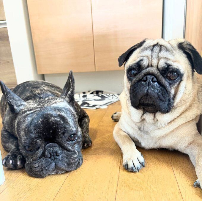“弟犬”でフレンチ・ブルドッグの大福くん(写真左)と一緒に