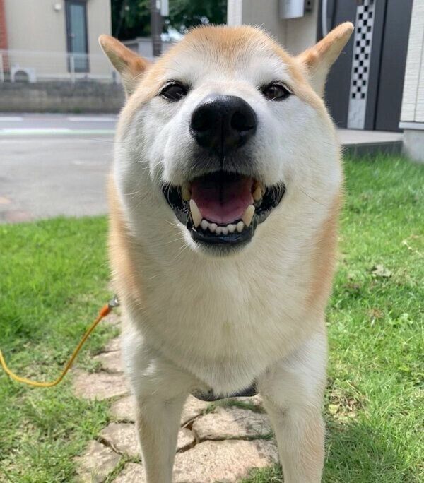 笑顔が可愛い福丸くん