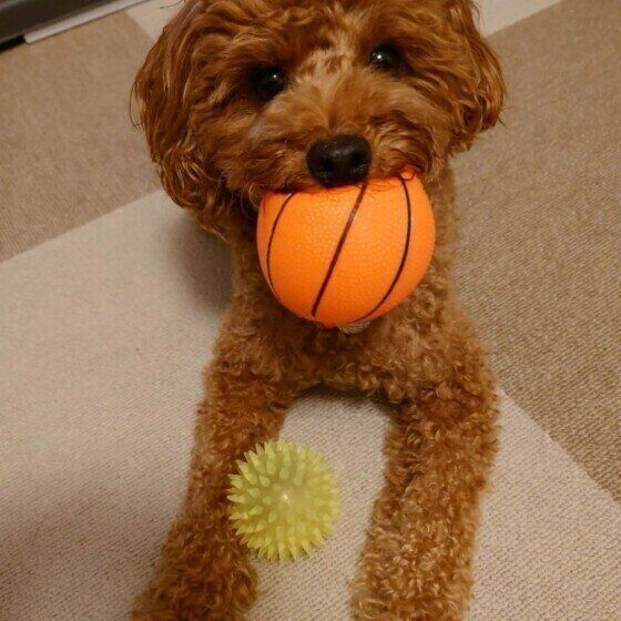 ボールをくわえるトイプー