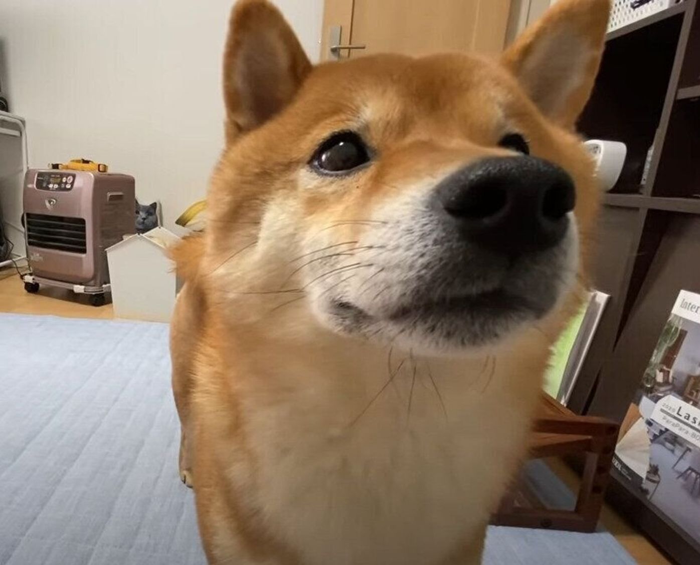 ク ン かまってほしくて甘い声で訴え続ける柴犬 やはりお散歩へ出発 いぬのきもちweb Magazine ク ン かまってほしくて甘い声で訴え続ける柴犬 やはりお散歩へ出発 いぬのきもちweb Magazine