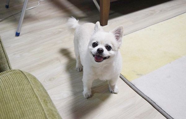 見つめるチワワ