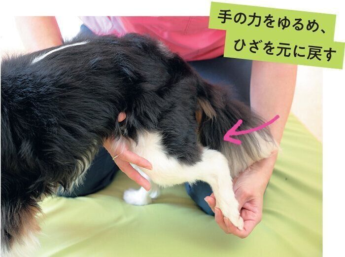 ひざを元に戻される犬