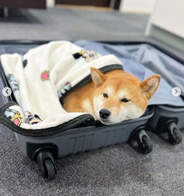 スーツケースの中に入るすずちゃん