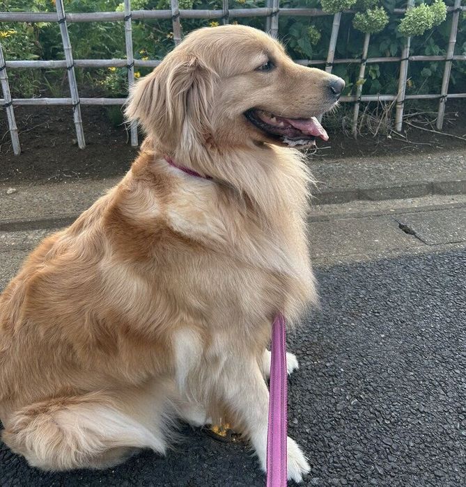 散歩中に座るすいちゃん