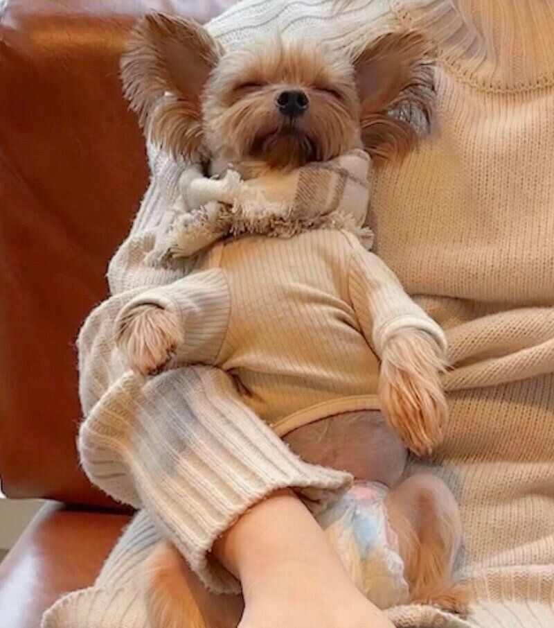 カフェでもヘソ天で寝てしまうぴのちゃん